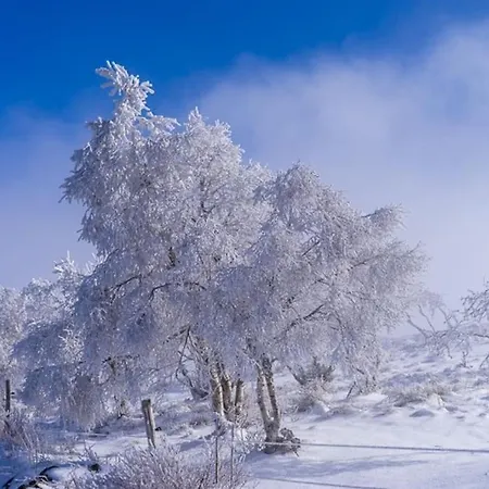 Appt Lumineux, Thermes Et Montagne La Bourboule