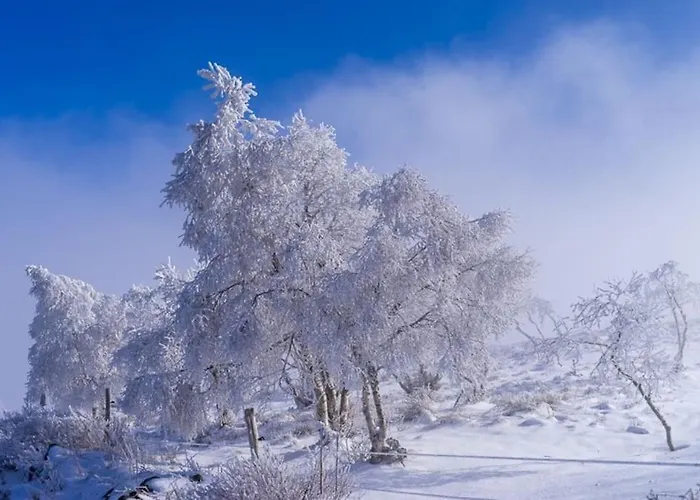 Appt Lumineux, Thermes Et Montagne La Bourboule